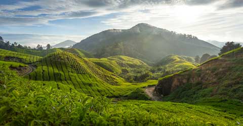 Cameron Highlands Cameron Highlands