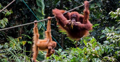 Semenggoh Nature Reserve Semenggoh Nature Reserve